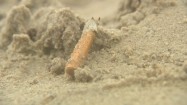 Niedopałek papierosa leżący na plaży