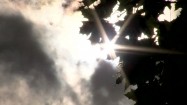 Promienie słoneczne za liśćmi klonu