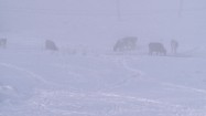 Krowy na śniegu
