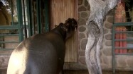 Hipopotam otwierający sobie drzwi