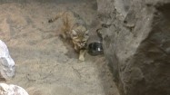 Kot arabski na wybiegu w zoo