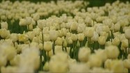 Pole tulipanów
