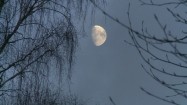 Księżyc między drzewami