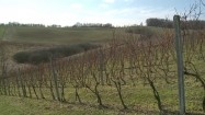 Plantacja winorośli w Polsce