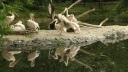 Pelikany w zoo