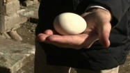 Jajo pingwina na dłoni