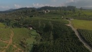 Plantacja herbaty na Sri Lance