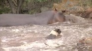 Hipopotam bawiący się z psem