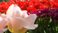 Rozkwitnięte tulipany