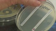 Wskaźnik bakterii opornych na antybiotyki