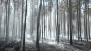 Dym w lesie