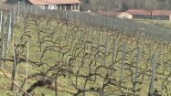 Plantacja winorośli w Polsce