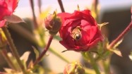 Pszczoła zapylająca czerwoną różę