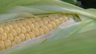 Kolba kukurydzy