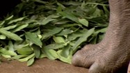 Jedzący hipopotam