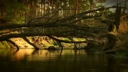 Powalone drzewo na rzece