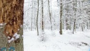 Puszcza Białowieska zimą