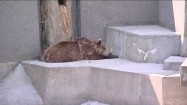 Niedźwiedź w warszawskim zoo
