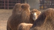 Wielbłądy w zoo