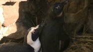 Dwa pingwiny na słomie