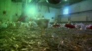 Kurczaki na fermie drobiu