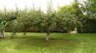 Jabłonie w ogrodzie