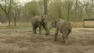 Słonie bawiące się na wybiegu