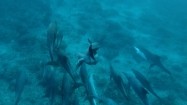 Delfiny w oceanie