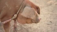 Świnia w Laosie