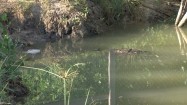 Krokodyl zanurzony w wodzie