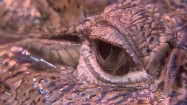 Oko krokodyla