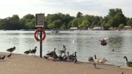 Kaczki w londyńskim Hyde Parku