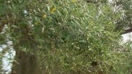 Drzewko oliwne