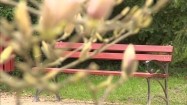 Kwitnące magnolie i ławka w parku