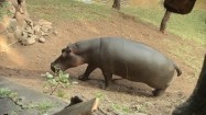 Hipopotam wchodzący pod górę