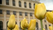Tulipany przed pałacem Schönbrunn w Wiedniu