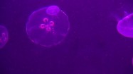 Pływające meduzy
