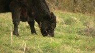 Krowa jedząca trawę