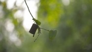 Dzwoneczek na gałęzi