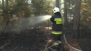 Strażak dogaszający pożar w lesie