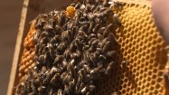 Pszczoły robotnice