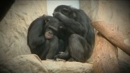 Szympansy w zoo