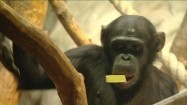 Szympans z płótnem malarskim