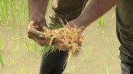 Sadzenie ryżu na polu ryżowym