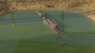 Krokodyl w wodzie