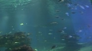 Ryby w oceanarium