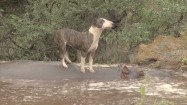 Pies stojący na hipopotamie