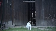 Pies merdający ogonem