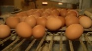 Kurze jaja na taśmie produkcyjnej
