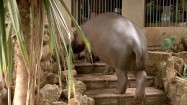 Hipopotam wchodzący po schodach